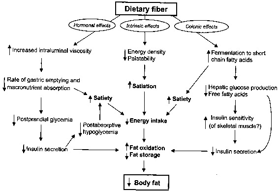 Mechanisms Of Dietary Fiber