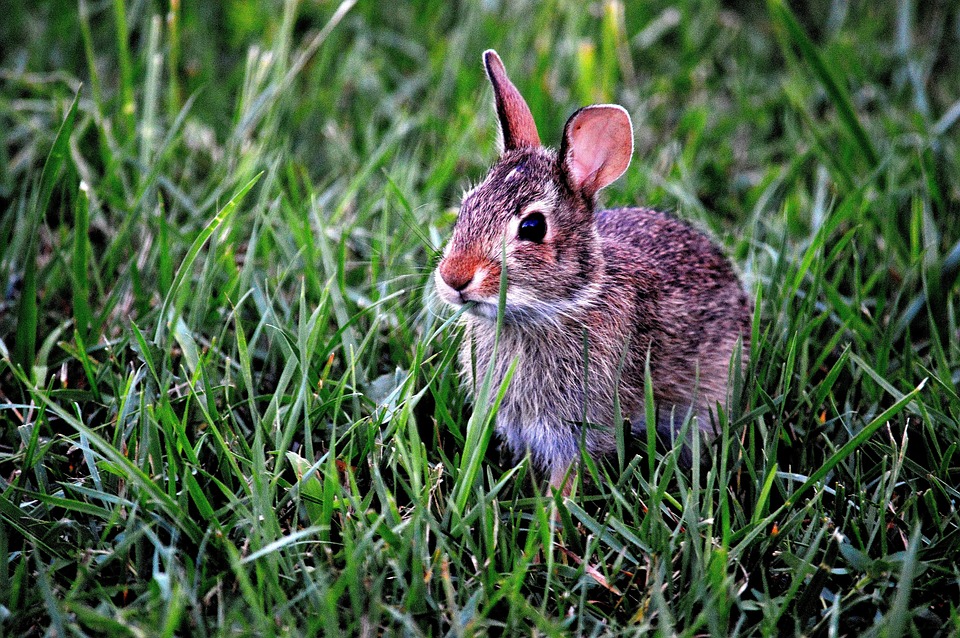 Switching Out The Beef For Rabbit: Can Rodents Provide A Sustainable Meat Alternative?